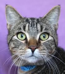 Pin By San Antonio Humane Society On Sahs Cats Cat Adoption Cat Pics Cats And Kittens