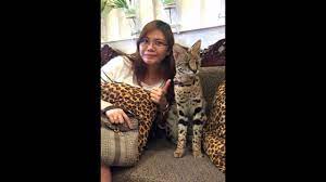Bengal Brew A Day With The Serval Chili Amor Cat Cafe Part 1 Youtube
