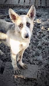 Someone from german shepherd rescue scotland will contact you to tell you if your application to adopt has been accepted. Montgomery Georgia German Shepherd Rescue Guardians Of Rescue