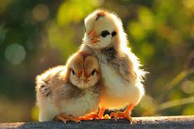 30 Hilarious And Funny Pictures Of Chickens Tail And Fur Search, discover and share your favorite funny chicken gifs. 30 hilarious and funny pictures of