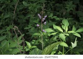 Image result for Desmodium incanum
