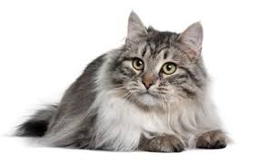 Read more about this cat breed on our siberian breed information page. Siberian Cat Breed Information Pictures Characteristics Facts
