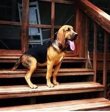 Other ways you can get rid of the dog urine smell in fabric like carpets and couches include baking soda and enzymatic cleaners. Tim Bgdaddy666 Profile Pinterest