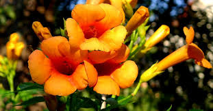 Low to high sort by price: Trumpet Vine Indian Summer