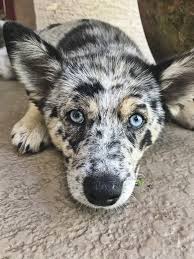 Black And White Pomsky With Blue Eyes Blue Merle Pomsky Blue Merle Dogs Pomsky
