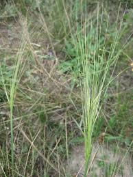 Image result for Anthephora pungens