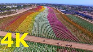 Find the perfect carlsbad flower fields stock photos and editorial news pictures from getty images. The Carlsbad Flower Field San Diego California Dji 3 Phantom Professional Youtube