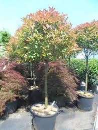 Photinia Fraseri Red Robin Hochstamm Glanzmispel Red Robin Hochstamm Die Schon Als Heckenpflanze Sehr Beliebte G Hochstammchen Baum Vorgarten Vorgarten