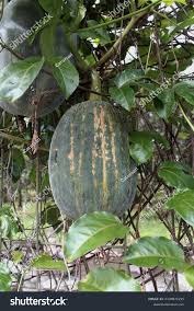 Image result for Telfairia occidentalis