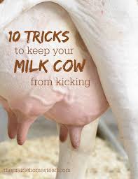 10 Tricks To Stop Your Milk Cow From Kicking The Prairie Homestead Milk Cow Dairy Cows Cow