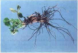 We did not find results for: Strawberry Black Root Rot Dr J L Maas Usda Ars Fruit Laboratory Download Scientific Diagram