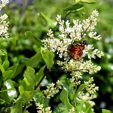 Image result for Ligustrum