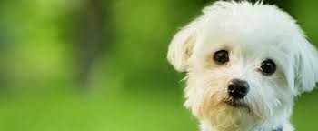 Image result for pets