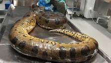 The sudden death of this anaconda in Norway led to an unusual necropsy