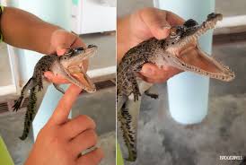¿has estado en teluk sengat crocodile farm? Bpdgtravels Building Memories Together Jb Teluk Sengat Crocodile Farm