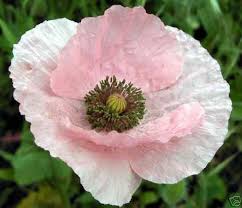 50 Angel Choir Poppy Flower Seed Mix Perennial Papaver Ebay Flower Seeds Poppy Flower Seeds Poppy Flower