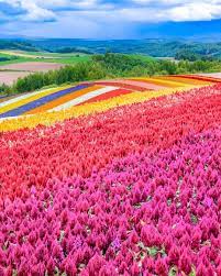 Panoramic Flower Gardens Shikisai No Oka Hokkaido Japan Travel Tourist Attraction Sigh Beautiful Places In Japan Hokkaido Japan Photography Japan Pictures