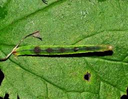 Image result for Eupithecia actaeata