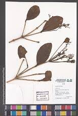 Image result for Cassipourea mollis