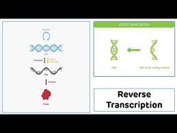 The pcr technique can then be carried out on the cdna. Reverse Transcription Process Reverse Transcriptase Cdna Synthesis Youtube