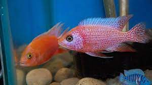 How Big Do Peacock Cichlids Get Grow Your Peacock Cichlids Fast