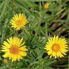 Image result for Inula klingii