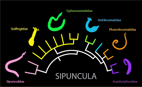 They debuted on august 1, 2014 with the digital single happiness with the. Diversity Free Full Text How Many Sipunculan Species Are Hiding In Our Oceans Html