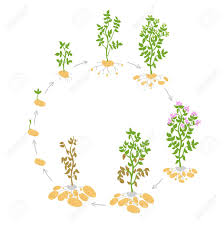 It is an extract of the neem seed that prevent the insect from developing normally. The Life Cycle Crop Stages Of Potato Vector Illustration Circular Royalty Free Cliparts Vectors And Stock Illustration Image 124481663