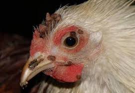 How to help a sick chicken. How To Treat Sick Chickens Quick Guide The Poultry Shop