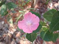 Image result for Pavonia leptocalyx