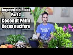 The coconut palm tree, scientific name cocos nucifera, is one of the most popular palms in the world. Update On Impossible Plant Coconut Palm Youtube