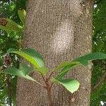 Image result for Ficus saussureana