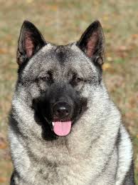 Image result for norský losí pes šedý