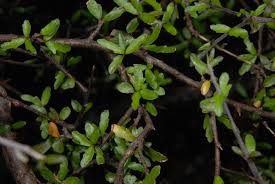 Image result for Pittosporaceae