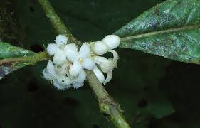 Image result for Pauridiantha dewevrei