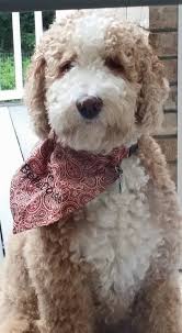 Black And White Doodle Dog For Sale Belladoodles Goldendoodles Goldendoodle Doodle Dog Goldendoodle Puppy