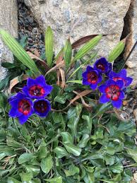 Image result for Babiana