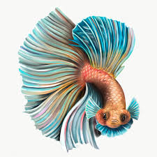 Angry Betta Fish Flaring Design Element Premium Image By Rawpixel Com Te In 2020 Betta Fish Design Element Betta