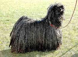 Black And Grey Dog Puli Dog Original Function Sheep Herding Colors Solid Black Rusty Black Grey White Black Is Most Common The Puli Originally Was Puli Dog Puli Pulik
