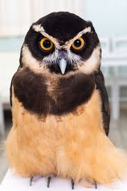 Spectacled Owl Name Gorilla Cute Owl Photo Animals Beautiful Nature