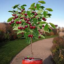Blossoms and fruit can appear at the same time on citrus trees. Amazon Com 10 Seeds Dwarf Cherry Tree Self Fertile Fruit Tree Indoor Outdoor Garden Outdoor