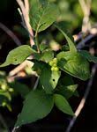 Image result for Erythrococca kirkii