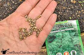 How to grow spinach from seed to harvest!if you shop on amazon, you can support oyr simply by clicking this link (bookmark it too) before . How To Grow Spinach From Seed The Complete Step By Step Guide