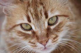 Cats with chronic bronchitis rarely have a fever and usually, their appetite remains normal. Understanding Lymphoma In Cats