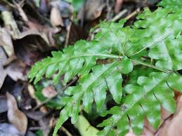 Image result for Pteris atrovirens
