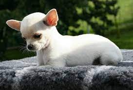Chihuahua Guia Completo Sobre A Raca Blog Da Arbolez