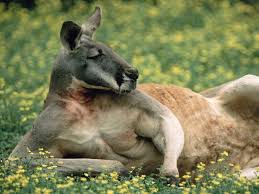 Australia Beaches Kangaroo Wallpaper Goruntuler Ile Hayvanlar Kanguru Hayvanlar Alemi