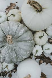 4.2 out of 5 stars. White Pumpkins By Melanie Defazio Pumpkin Rustic Pumpkin Wallpaper White Pumpkins Fall Wallpaper