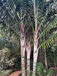 Image result for Dypsis