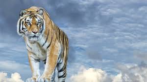 There are currently a total of 6 wild tiger collectibles that have been released by numerous companies to date. Tiger Vorderansicht Wolken Himmel 2560x1600 Hd Hintergrundbilder Hd Bild